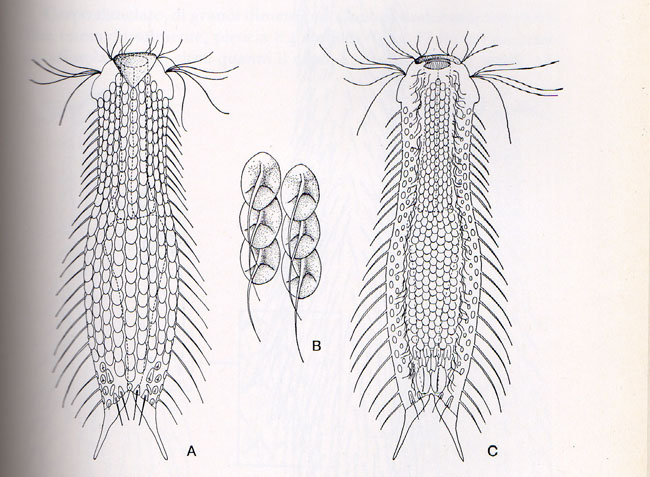 Due Gastrotricha  -  Chaetonotus sp.